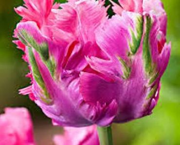 лале parrot fantasy